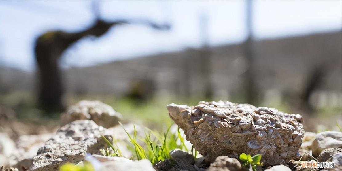 没喝过夏布利,就不算真正领悟霞多丽的精华