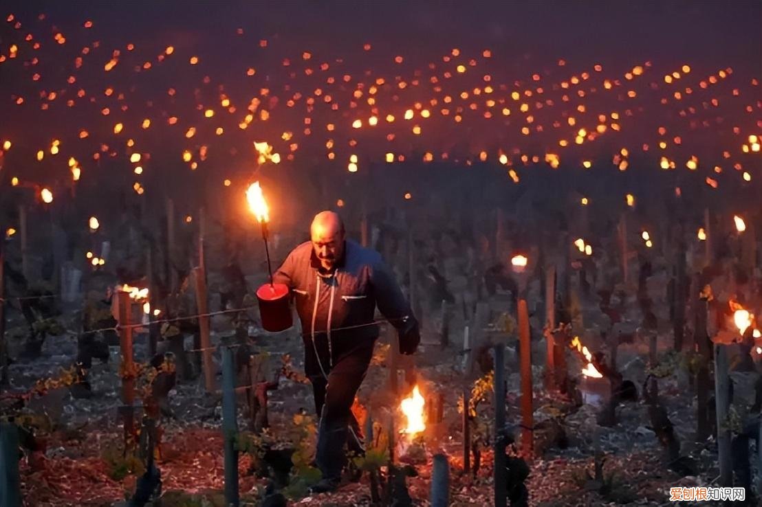 没喝过夏布利,就不算真正领悟霞多丽的精华