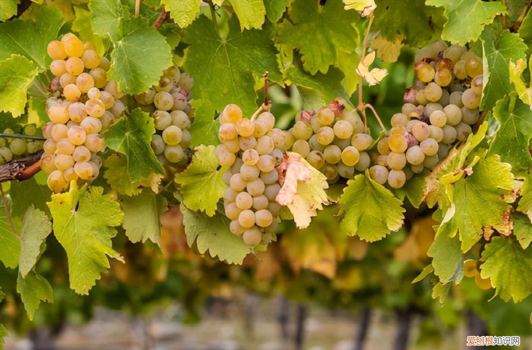 没喝过夏布利,就不算真正领悟霞多丽的精华