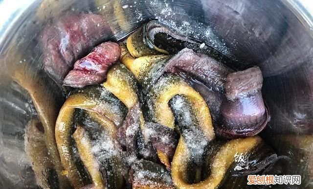 黄鳝粘液怎么洗,怎样清洗黄鳝黄鳝怎么清洗才没腥味