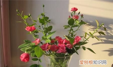 玫瑰花放冰箱可以保鲜吗,玫瑰放冰箱可不可以怎么放