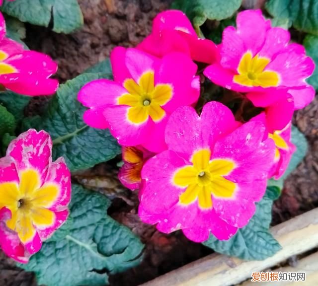 买瓜是哪个电视剧,守了地里的瓜丢了家里的人什么电视剧