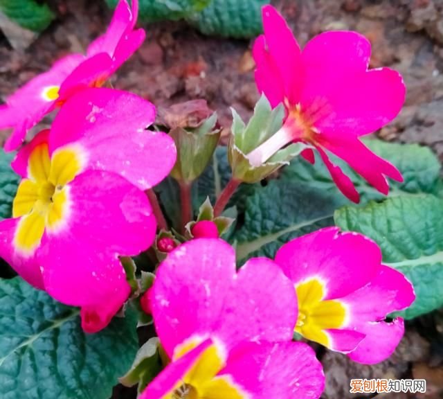 买瓜是哪个电视剧,守了地里的瓜丢了家里的人什么电视剧