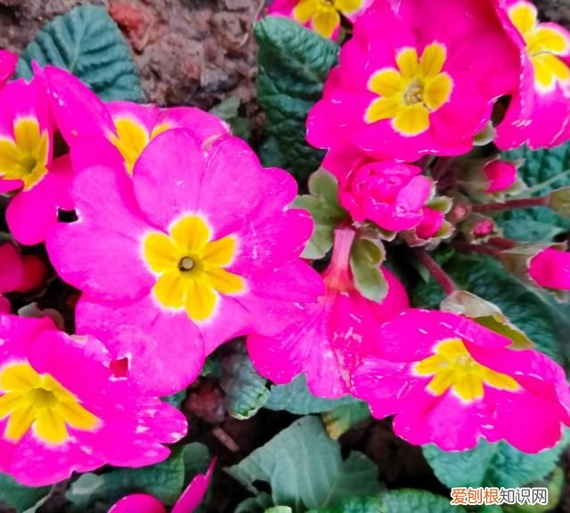 买瓜是哪个电视剧,守了地里的瓜丢了家里的人什么电视剧