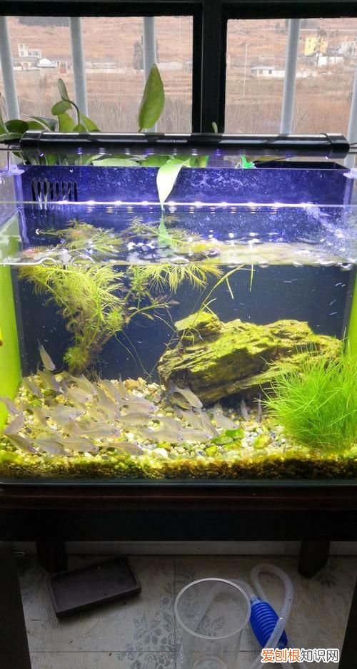 鱼缸起青苔的解决办法,鱼缸长青苔用什么方法清除