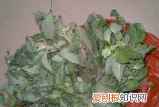 凉粉草做凉粉的做法，凉草的制作方法和配方