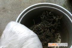 凉粉草做凉粉的做法，凉草的制作方法和配方