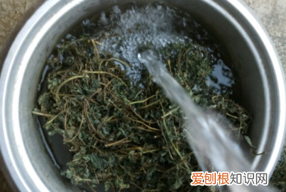 凉粉草做凉粉的做法，凉草的制作方法和配方
