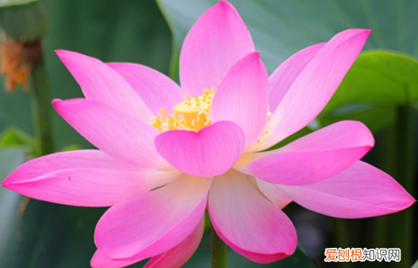 荷花比喻人的什么品格，荷花精神比喻哪些人物形象