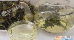 蒲公英茶可以天天喝吗有什么禁忌