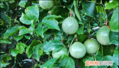 百香果苗种植技术视频，百香果树苗如何种植方法