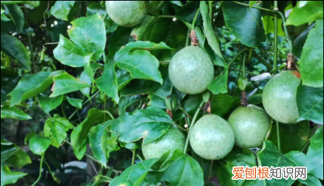 百香果苗种植技术视频,百香果树苗如何种植方法