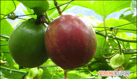 百香果苗种植技术视频,百香果树苗如何种植方法