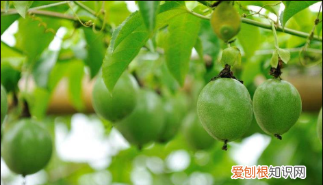 百香果苗种植技术视频,百香果树苗如何种植方法