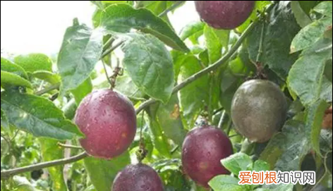 百香果苗种植技术视频,百香果树苗如何种植方法