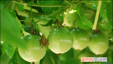 百香果苗种植技术视频,百香果树苗如何种植方法