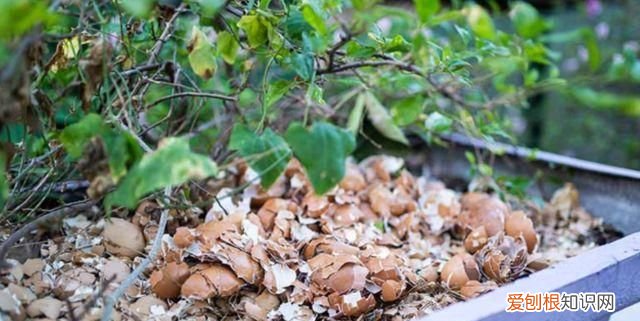 蛋壳属于厨余吗,不准剩饭剩菜属于厨余垃圾