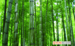 郑燮写的诗好在哪里，郑板桥的画叫什么名字