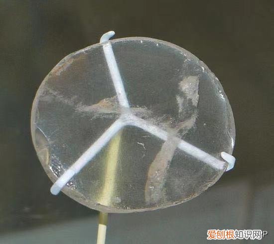 眼镜中的爱马仕，19世纪欧洲最火的单品