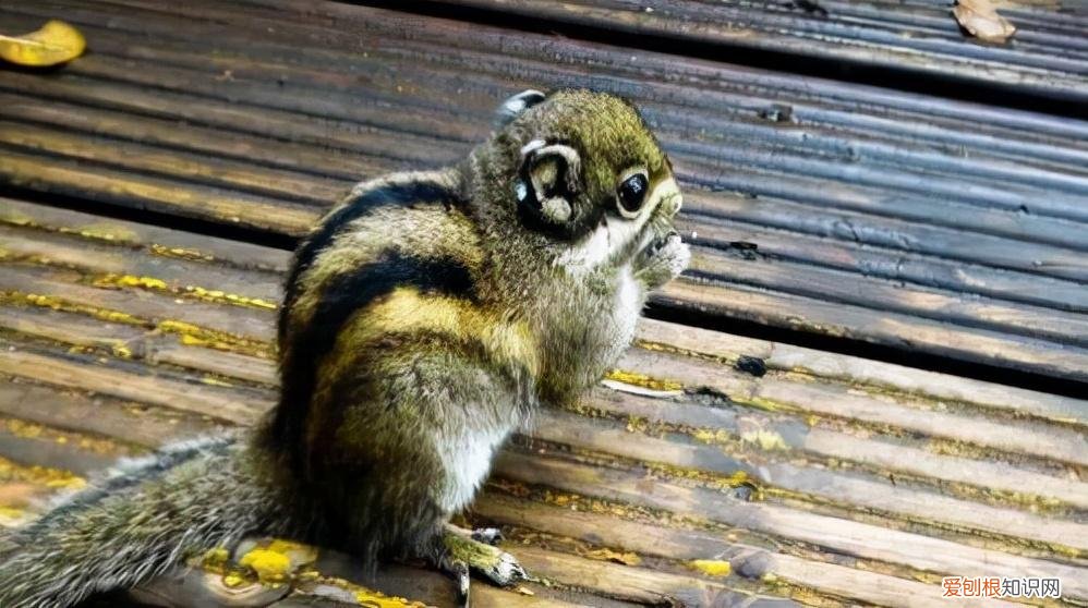 天香格里拉普达措国家公园