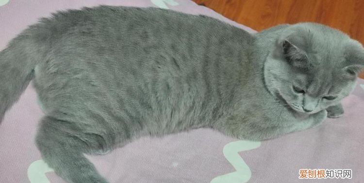 不纯的蓝猫有什么特点,三个月的蓝猫怎么看纯不纯