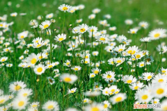 小甘菊新经典护手霜多少钱