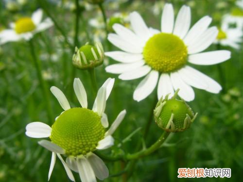 小甘菊新经典护手霜多少钱