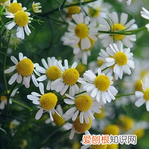 小甘菊新经典护手霜多少钱