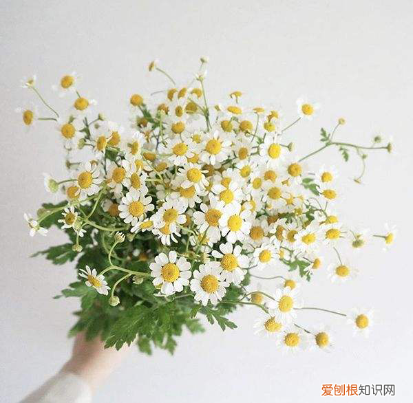 小甘菊新经典护手霜多少钱