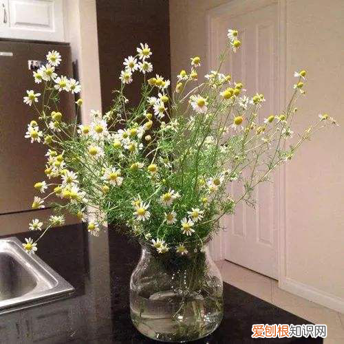 小甘菊新经典护手霜多少钱