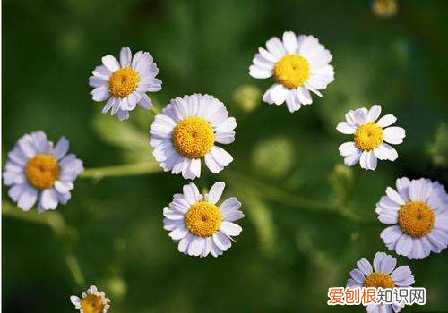 小甘菊新经典护手霜多少钱