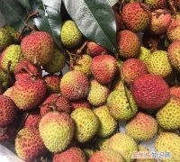 妃子笑荔枝怎么选，妃子笑荔枝树环割用几号刀合适