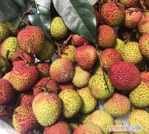 妃子笑荔枝怎么选，妃子笑荔枝树环割用几号刀合适