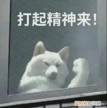 微针美塑和微针的区别