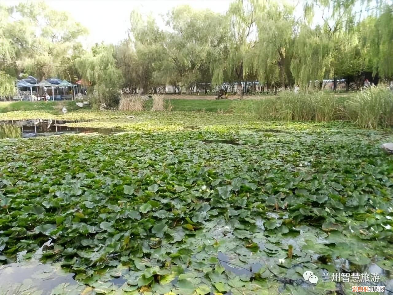 兰州小西湖事件