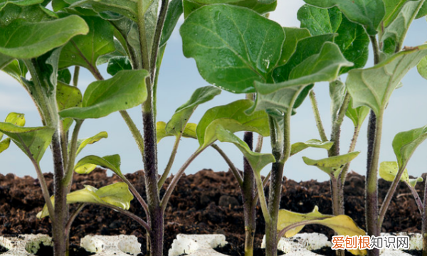 茄子几月份育苗，北方几月份种荷花最好