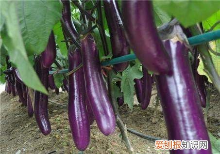 茄子几月份育苗，北方几月份种荷花最好