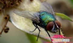 苍蝇用什么辨味的