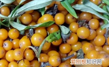 自制沙棘汁的做法窍门,在家自制沙棘汁的做法