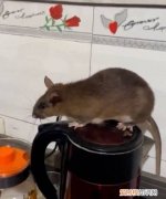 驱赶老鼠最有效方法，怎么赶走老鼠最有效方法