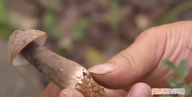 云南玉米地到处长满鸡枞菌,野生鸡枞菌生长在什么地方