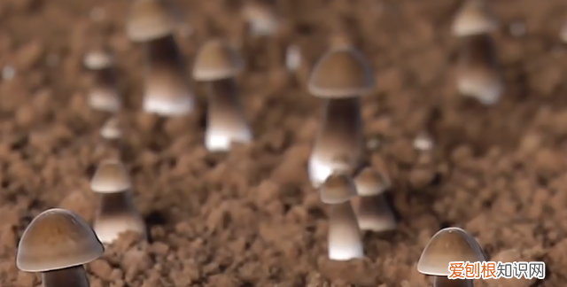 云南玉米地到处长满鸡枞菌,野生鸡枞菌生长在什么地方