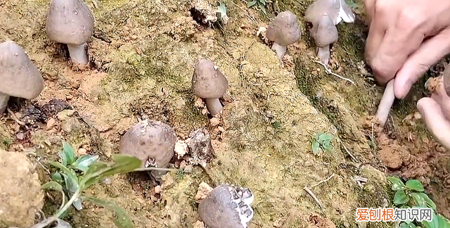 云南玉米地到处长满鸡枞菌,野生鸡枞菌生长在什么地方