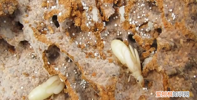 云南玉米地到处长满鸡枞菌,野生鸡枞菌生长在什么地方