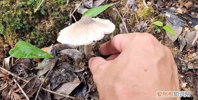 云南玉米地到处长满鸡枞菌,野生鸡枞菌生长在什么地方