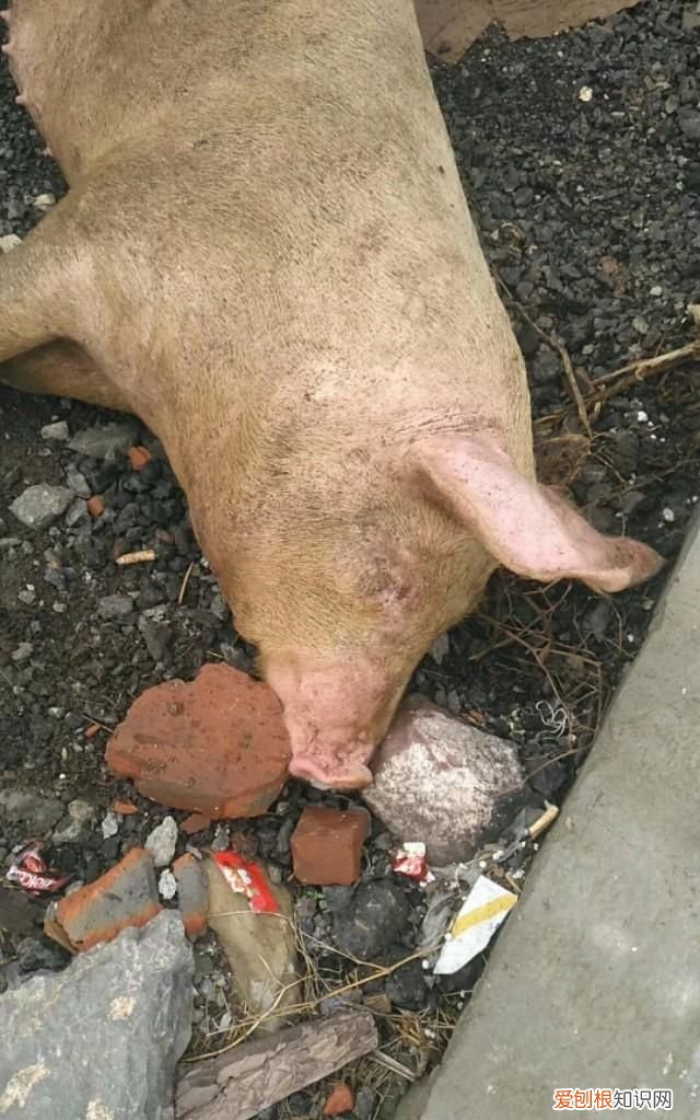 喂猪怎么预防猪不生病