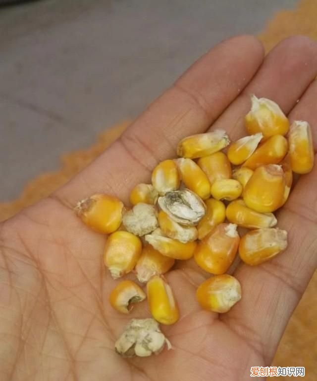 喂猪怎么预防猪不生病