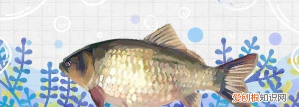 黑坑一般调几钓几，黑坑调几钓几顿口最明显