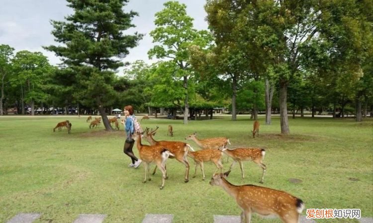茂名鹿岛公园在什么地方,宜春的鹿岛公园在什么地方
