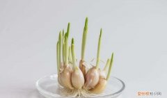 大蒜大蒜防止发芽，大蒜子怎么保存不发芽